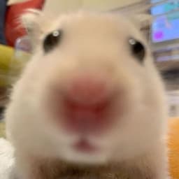 hamsterie