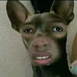 Uch1haDog9y