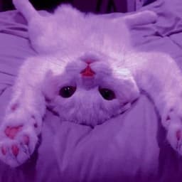 acidraccoon