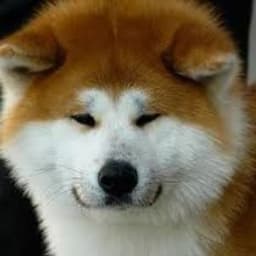 AkitaDog