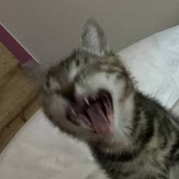 gund0nchikzz