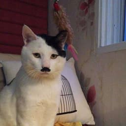sezginyz-