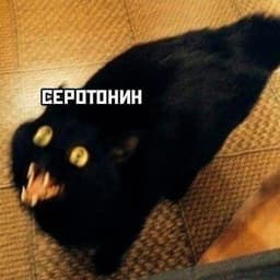 sosiskVteste
