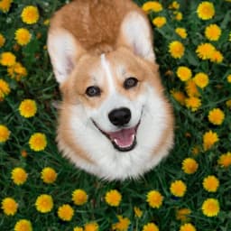 Num1Corgi