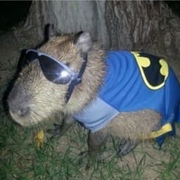 batbara