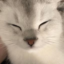Crazyjishi