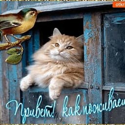 Prob1rka1