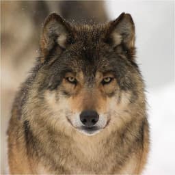 Wolf_915