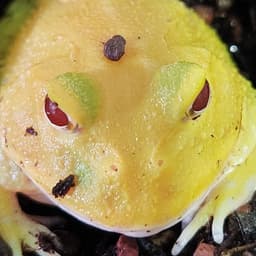 FROG_420