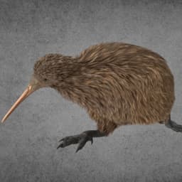 _apteryx_