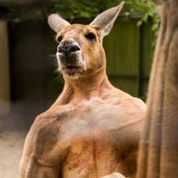 Kangaroo_Qaz