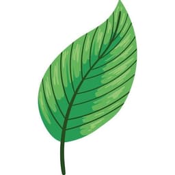 cornealiu