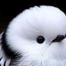 Bird94