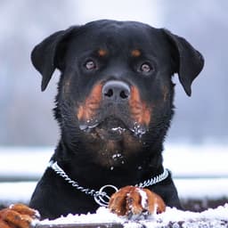 siudji