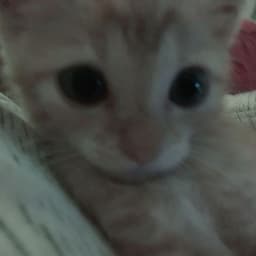 Jaxxiee