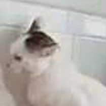 oshxx