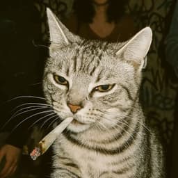 AMIMEDAIGUAL