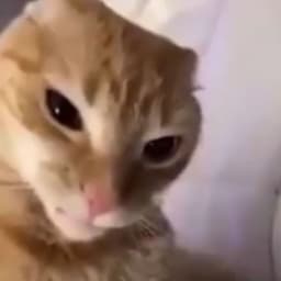 Ewik_E