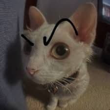 blity666