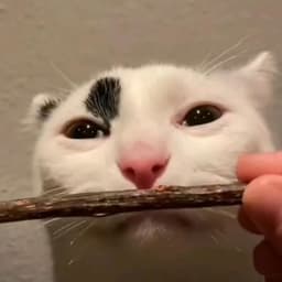 meowmeowpur