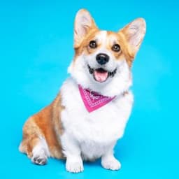 Corgi123