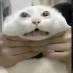 NLAWer