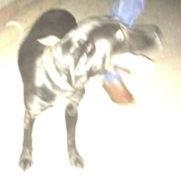 mutcherman