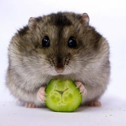 Hamst2