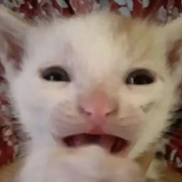 PIaF0N
