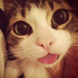 moggerxd