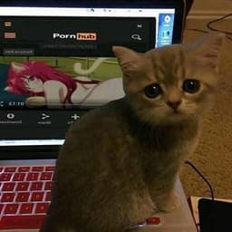 im_orek