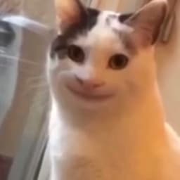 rhypahh