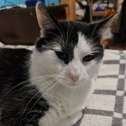 DAILKAT