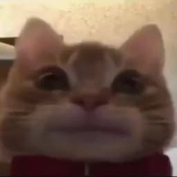 Pandasdofly