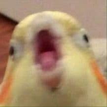 _NeGey_