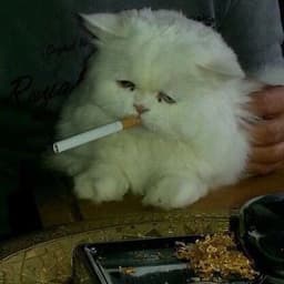 willvpotoke