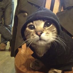 Ninjawasimpp