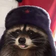 RacoonDev