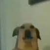 Leox-