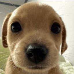 welikefornit