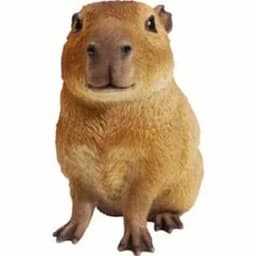 CapybaraSan