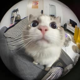 seduxi_