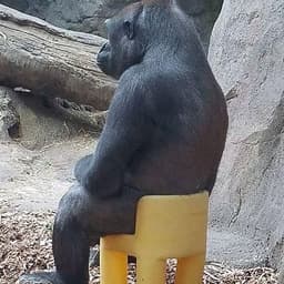 ElMugroso