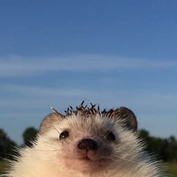 sunshinee