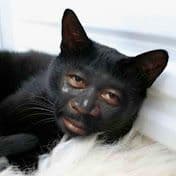 catalizzator