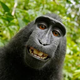 Babuinoafric