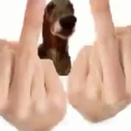 nugopac228