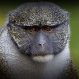 dj_MonkeyMan