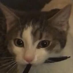 Melota