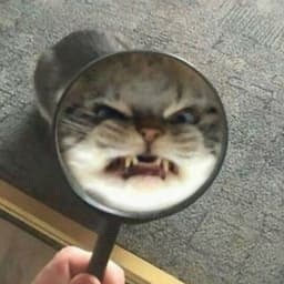 ObnoxMonke